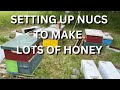 Setting up nucs to make lots of honey