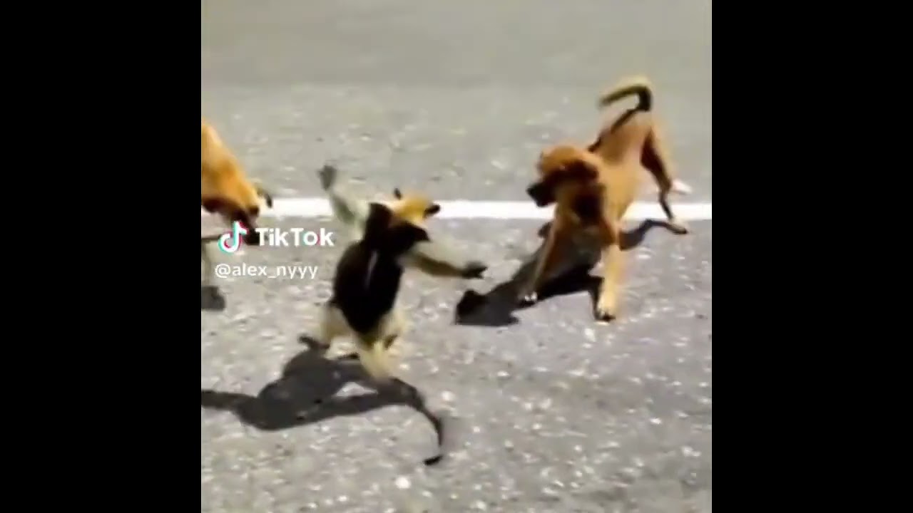 anteater vs dogs
