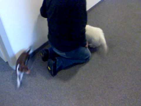 Kimi und Klein-Fanfarella