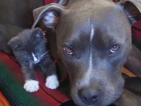 Pitbull VS. Kitten // Cutest Twins Ever From Different Species!!