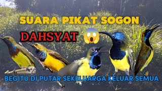 Download lagu SUARA PIKAT SOGON , PEMANGGIL SOGON LIAR DAHSYAT mp3 Download lagu SUARA PIKAT SOGON , PEMANGGIL SOGON LIAR DAHSYAT mp3