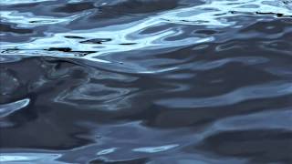 Anna A. Fungus - Drown Virginia, Drown