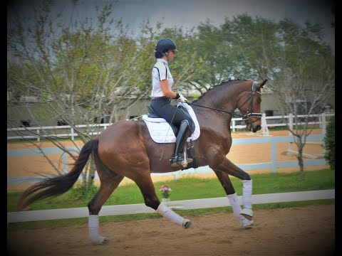 Franklin M.R. 2017 Oldenburg gelding imported from Germany by Franklin. FEI Prospect.