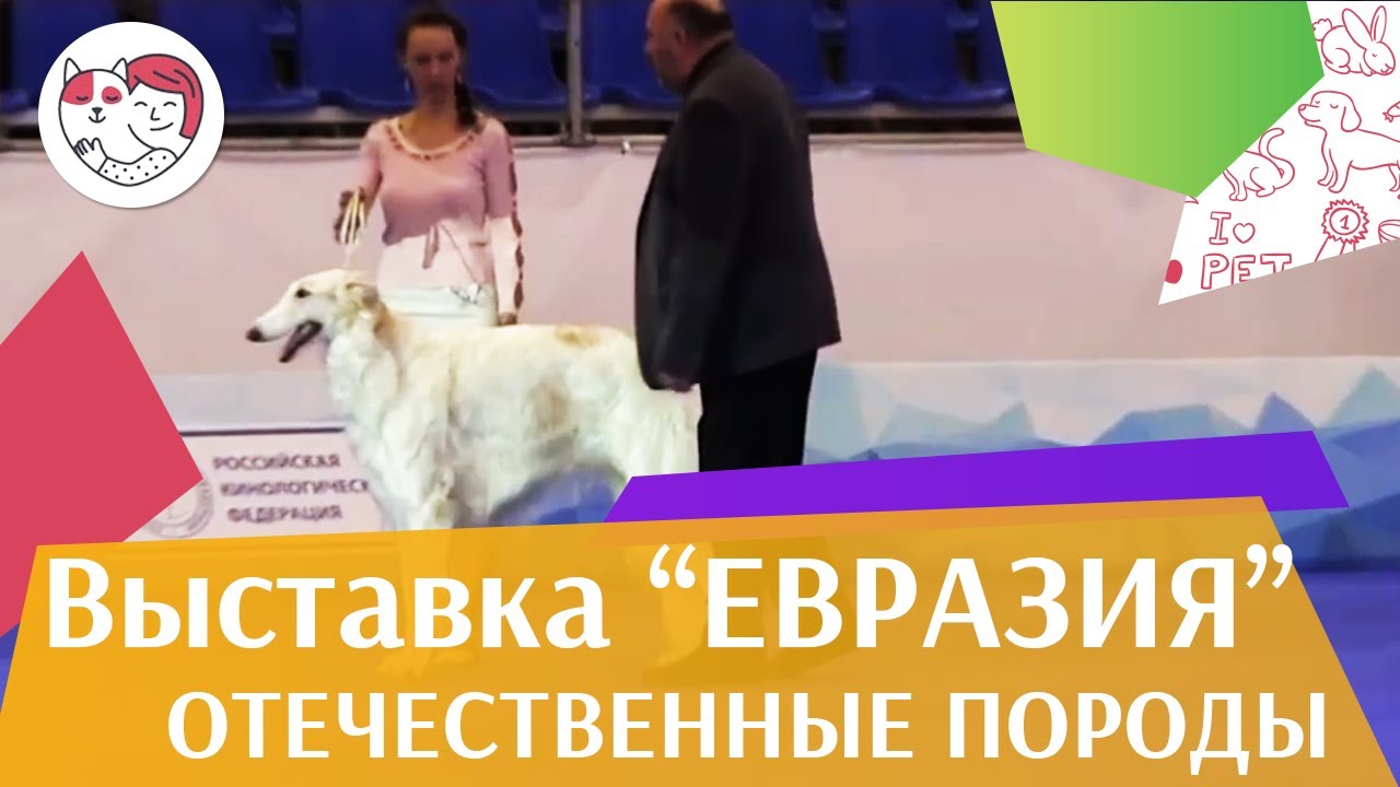 Конкурс собак отечественных пород 19 03 17 на Евразии ilikepet