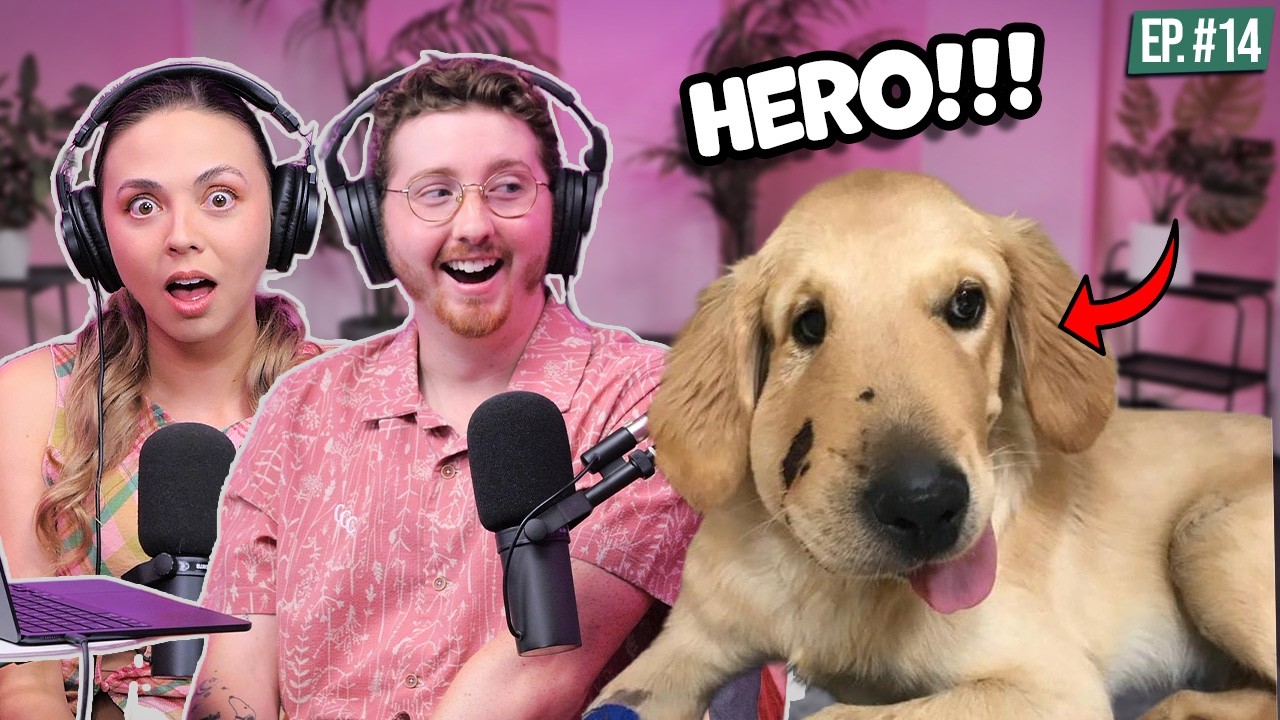 Is There Such Thing As The BEST Golden Retriever?