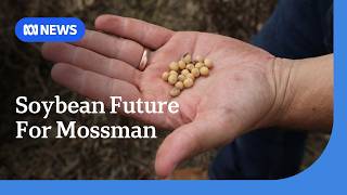 Queensland sugar town pivots to soybeans as mill closure reshapes rural economy