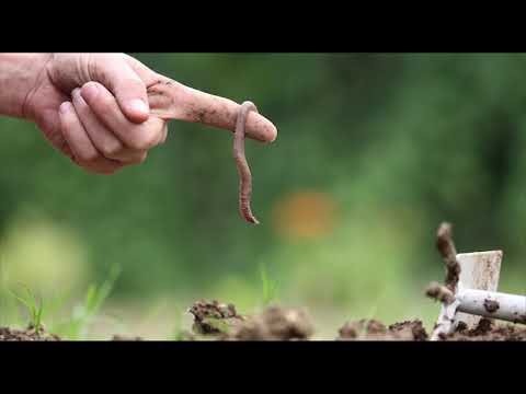 Histoire pour enfants : Blaise et le ver de terre