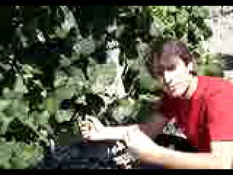 Cachos de touriga franca com excesso de bagos - risco de podridão