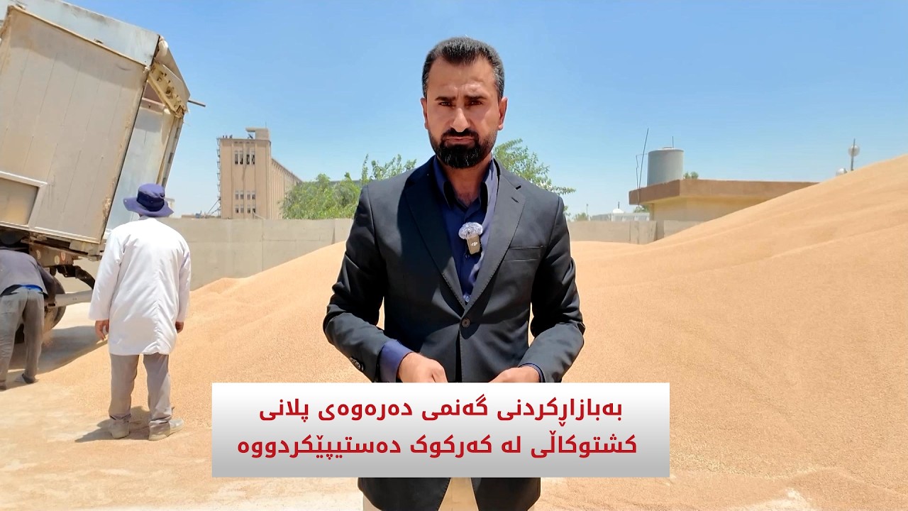 ڤیدیۆ | بە بازاڕکردنی گەنمی دەرەوەی پلانی کشتوکاڵی لە کەرکوک دەستیپێکردووە