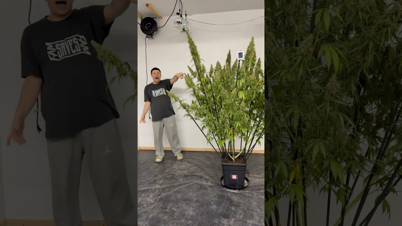 This seed came from 1998. We grew about 60 seeds so far and this Haze was the best one so far 🍿