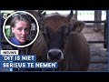 Boerin Irene boos: ‘Appgroepen ontploffen!'