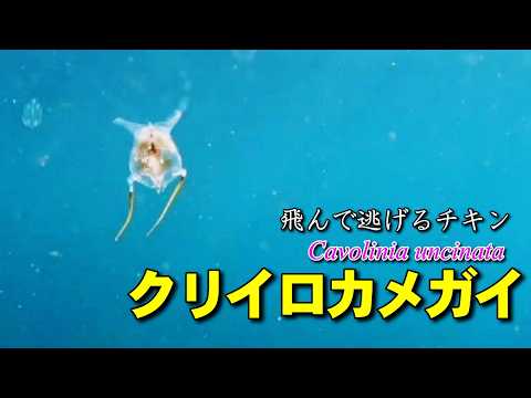 翼のような足を羽ばたかせて海中を漂うクリイロカメガイの水中映像。海中に網をかけて餌を捕える有殻翼足類。