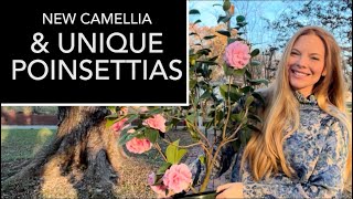 NEW Plant and Christmas Shopping-Unusual Poinsettias and Camellias
