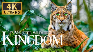 Majestic Wild Kingdom 4K 🐾Capturing the Essence of Nature's Magnificent with Sweet Relax Piano Music