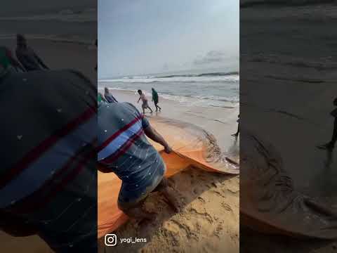 Shore net/ Pull net / Huge net #fishing #beach #sea #sealife #seafood #fish #shorts