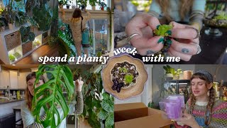 planty vlog 🌿 watering routine, potting handmade ping pot, & new seedling set up