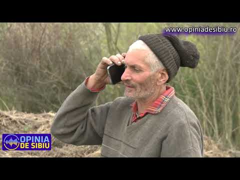 Copii atacați de o ursoaică