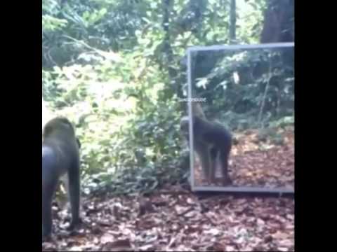 Video by Raul Deen grandson of pundit roshan singh