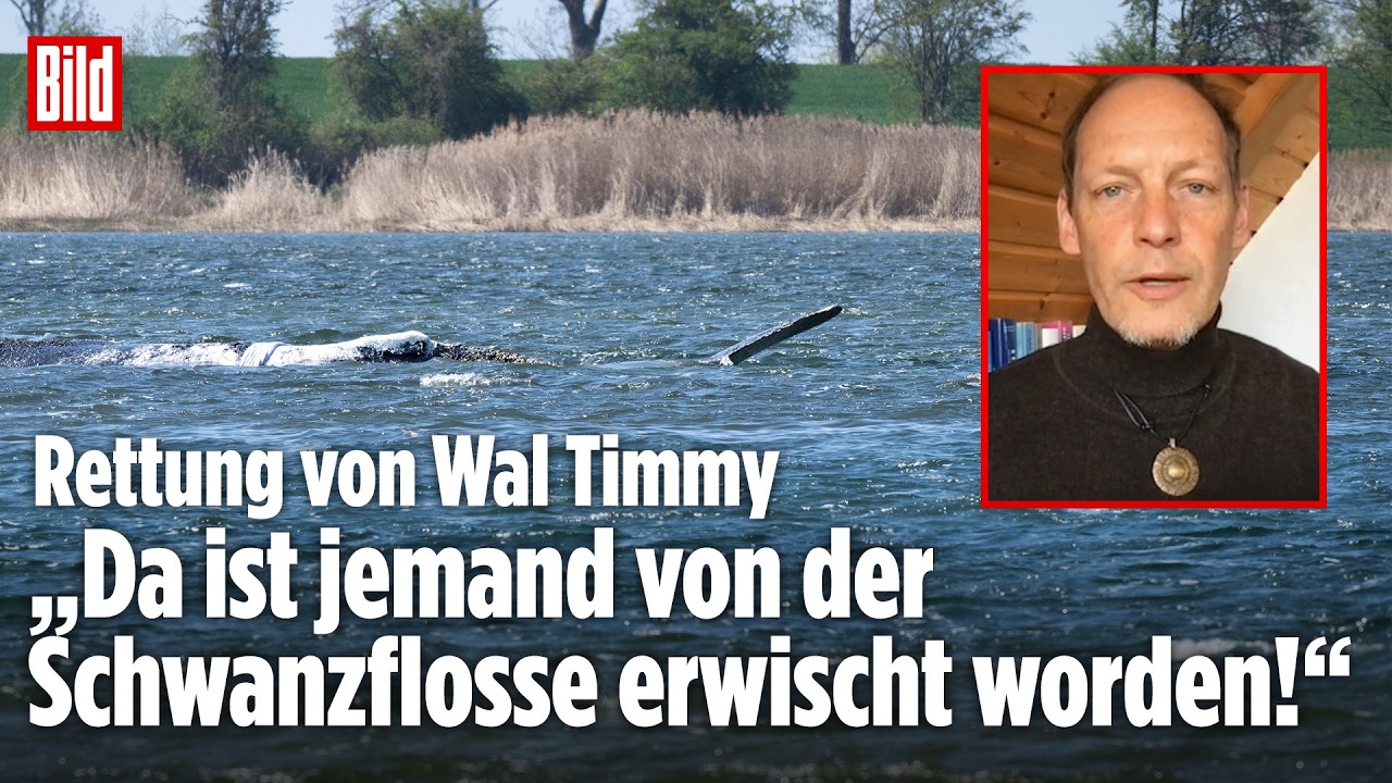 Walrettung in der Ostsee: Wal-Krimi um Timmy geht weiter! Jetzt sind die „Free Willy“-Retter da!