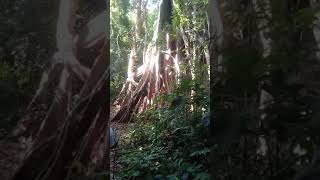 preview picture of video 'Trip and adventure pohon kiara raksasa gunung nagara garut lokasi situs makam raden kiant santang'