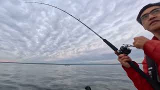 キングのチビさんその1、リリース。