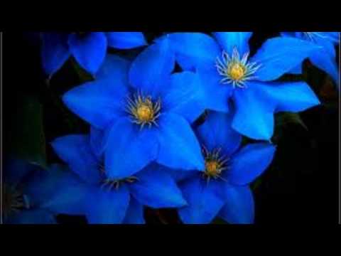 pourquoi la fleur bleue