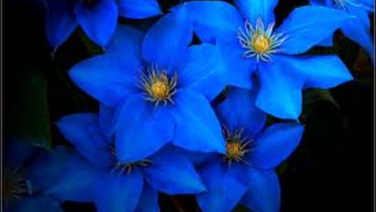 Songtext Simon Boudreau Fleur Bleue Musikguru