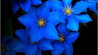 Fleur bleue - Simon Boudreau - Paroles