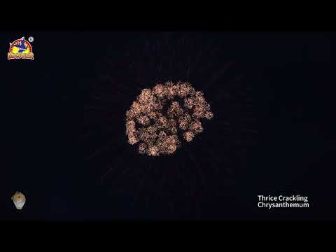 5inch Thrice Crackling Chrysanthemum Display Shell Fireworks #fireworkstesting