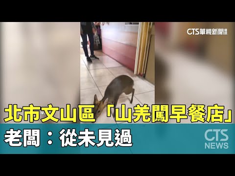 北市文山區「山羌闖早餐店」　老闆：從未見過