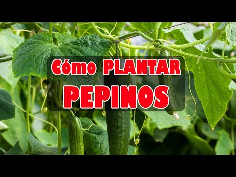 , title : '¿Te falta ESPACIO en la HUERTA? Mira CÓMO PLANTAR PEPINOS de FORMA FÁCIL | Locos por la Huerta'