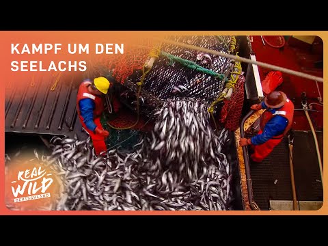 Fischerei extrem | Kampf um den Alaska Seelachs im Beringmeer