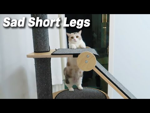Munchkin Cat has Short Legs! it's Hard to Climb Cat Tree!!!