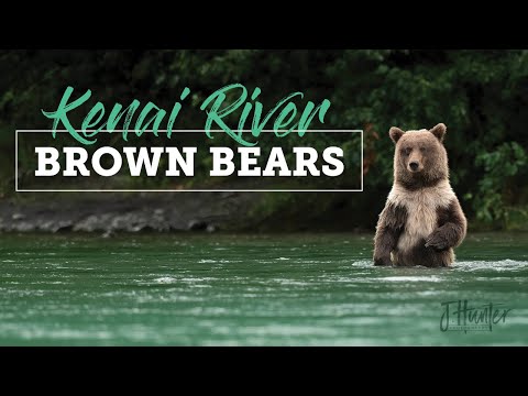 Wild Alaska: Kenai River Brown Bears