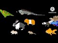 Kids Picture Show Hd Pets Timer Clock My Verison Ending And Pets My Full Version Ending Credits