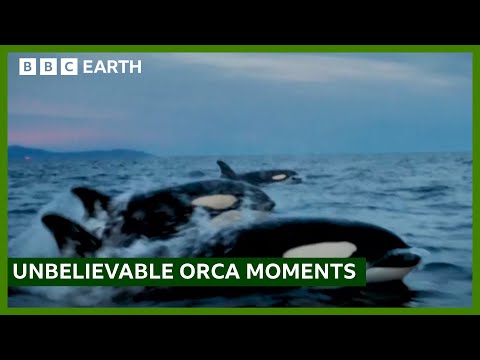 Extraordinary Orca Moments | BBC Studios