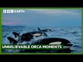 Extraordinary Orca Moments BBC Studios