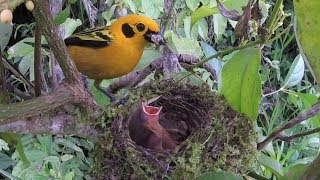 Download lagu Breeding Birds of Tatamá - Colombia mp3