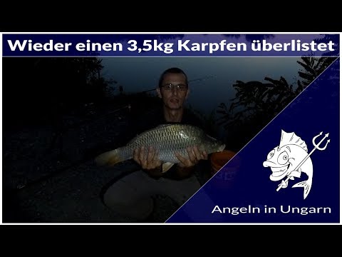 Wieder ein 3,5kg Karpfen am Angelteich Magyarszecsöd | Angeln in Ungarn