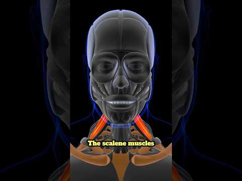 What are the scalene muscles & their purpose?