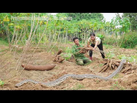 Time-lapse: Harvesting over 1000 cassava tubers - unexpected giant python encounter