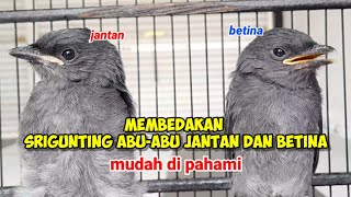 Download lagu Membedakan Srigunting Abu-abu Jantan dan betina #srigunting #sriguntingabuabumataputih mp3