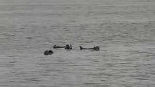preview picture of video 'Sea Otters on the Kachemak Bay our of Homer Alaska'