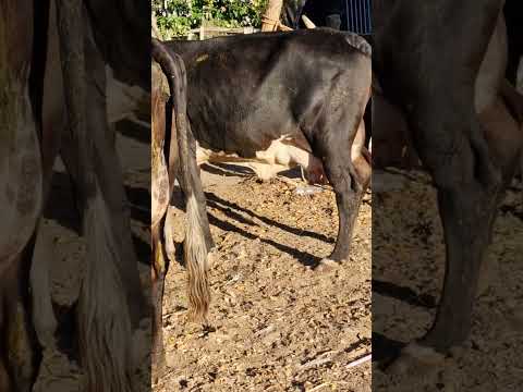 sábado 29 de noviembre 2025, tiangue de San Rafael Cedros, Cuscatlán