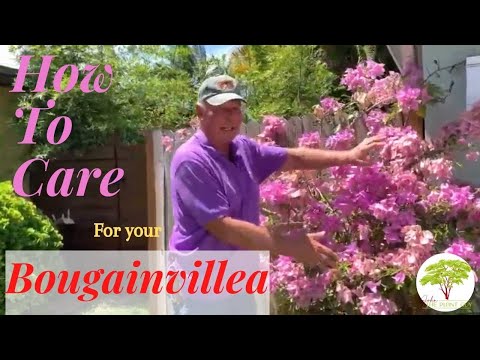 John the Plant Guy: Top 5 Bougainvillea Care Tips