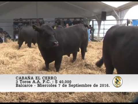 07-09-16 Venta de Toros A.A. P.C. - Cabaña El Cerro - Balcarce.