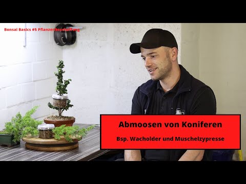 , title : 'Abmoosen von Koniferen Bsp. Wacholder und Muschelzypresse | Bonsai Basics Pflanzenbeschaffung #7'