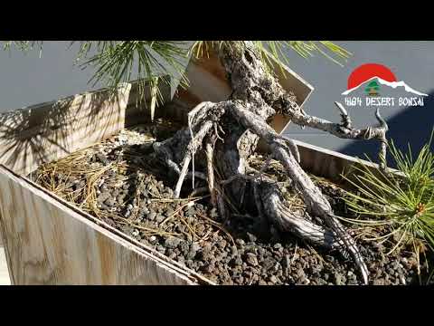 Ponderosa Pine   HDB0716