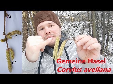 Kleines Waldlexikon (11) - Gemeine Hasel (Corylus avellana), der Strauch von Aschenputtel