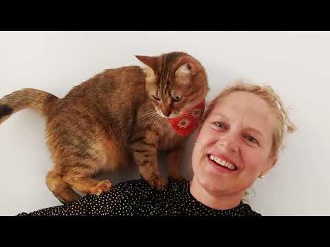 You'll always have a shoulder to climb on - Delicate-As-A-Daisy Cat Bandana